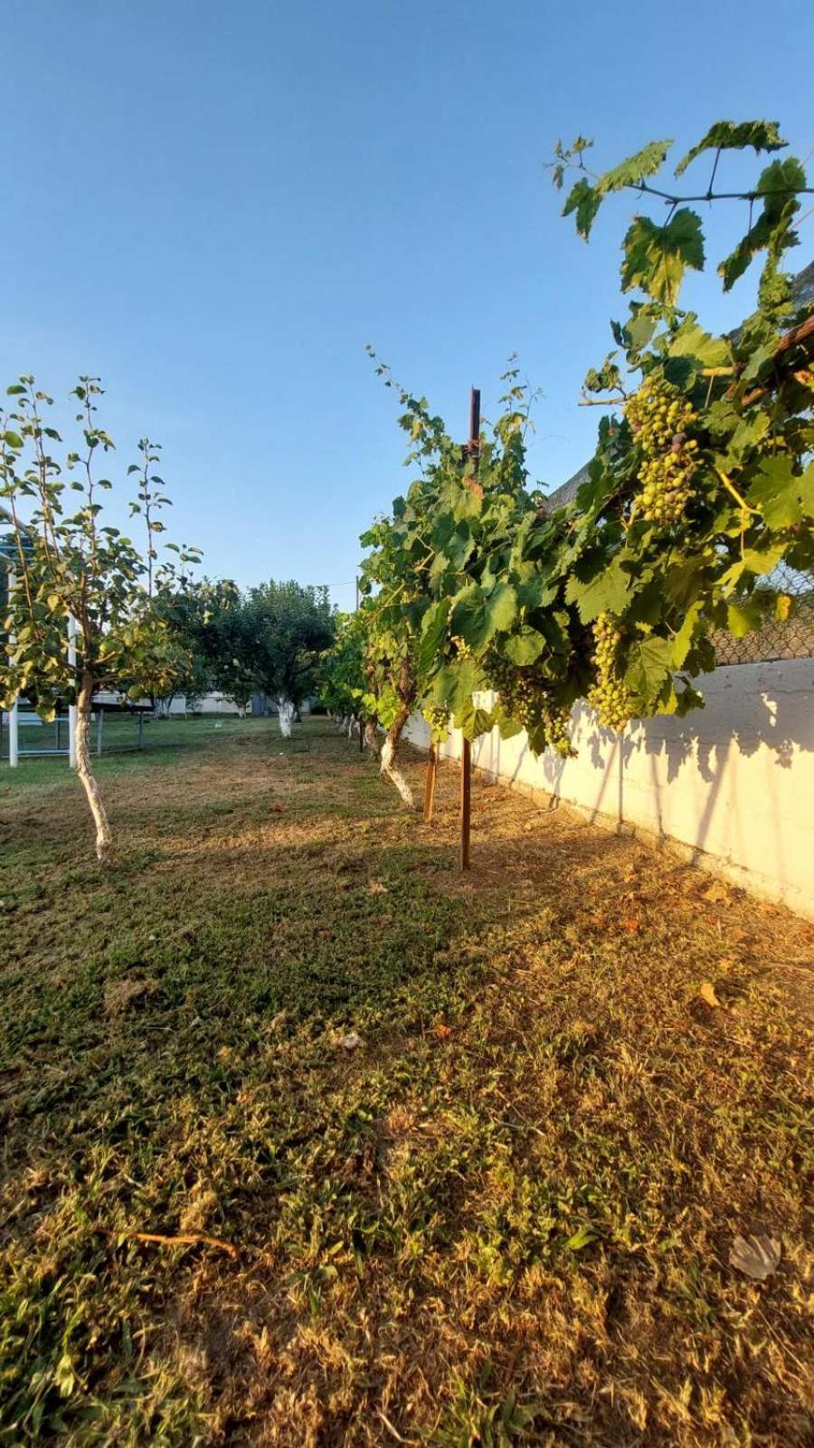 Pomegranate Tree House - Meteora Guest House Kalambaka Bagian luar foto