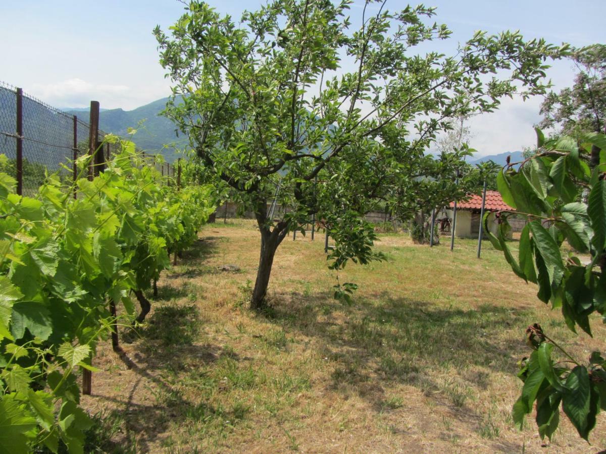 Pomegranate Tree House - Meteora Guest House Kalambaka Bagian luar foto